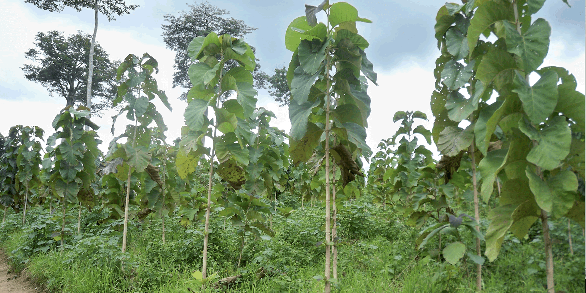 Afforestation, Key to Our Operations